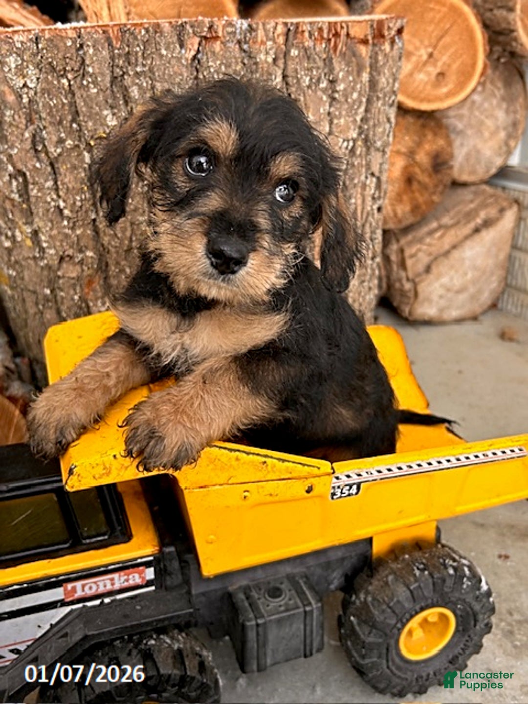 Mixed Breed dogs for sale: Luca - Ad 3