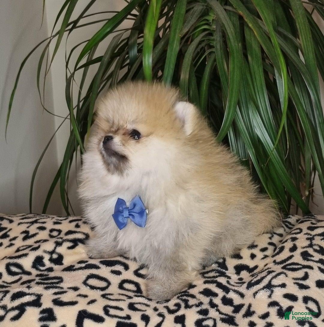 Pomeranian dogs for sale: Sofia - Ad 3