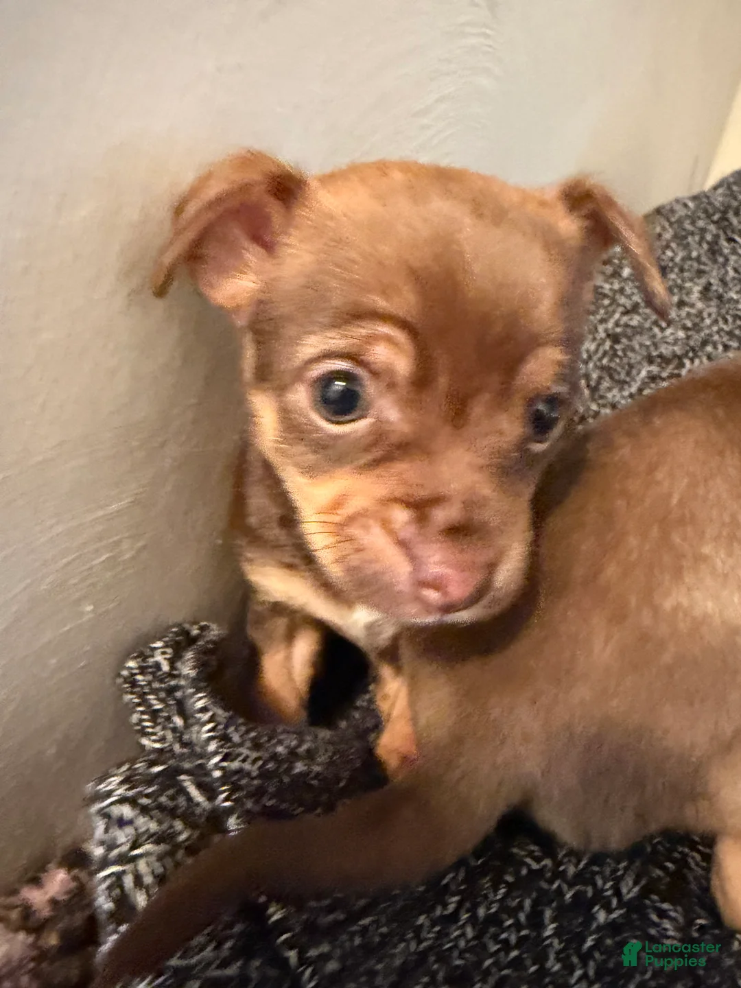Chihuahua dogs for sale: Chihuahua Puppy 4 - Ad 6