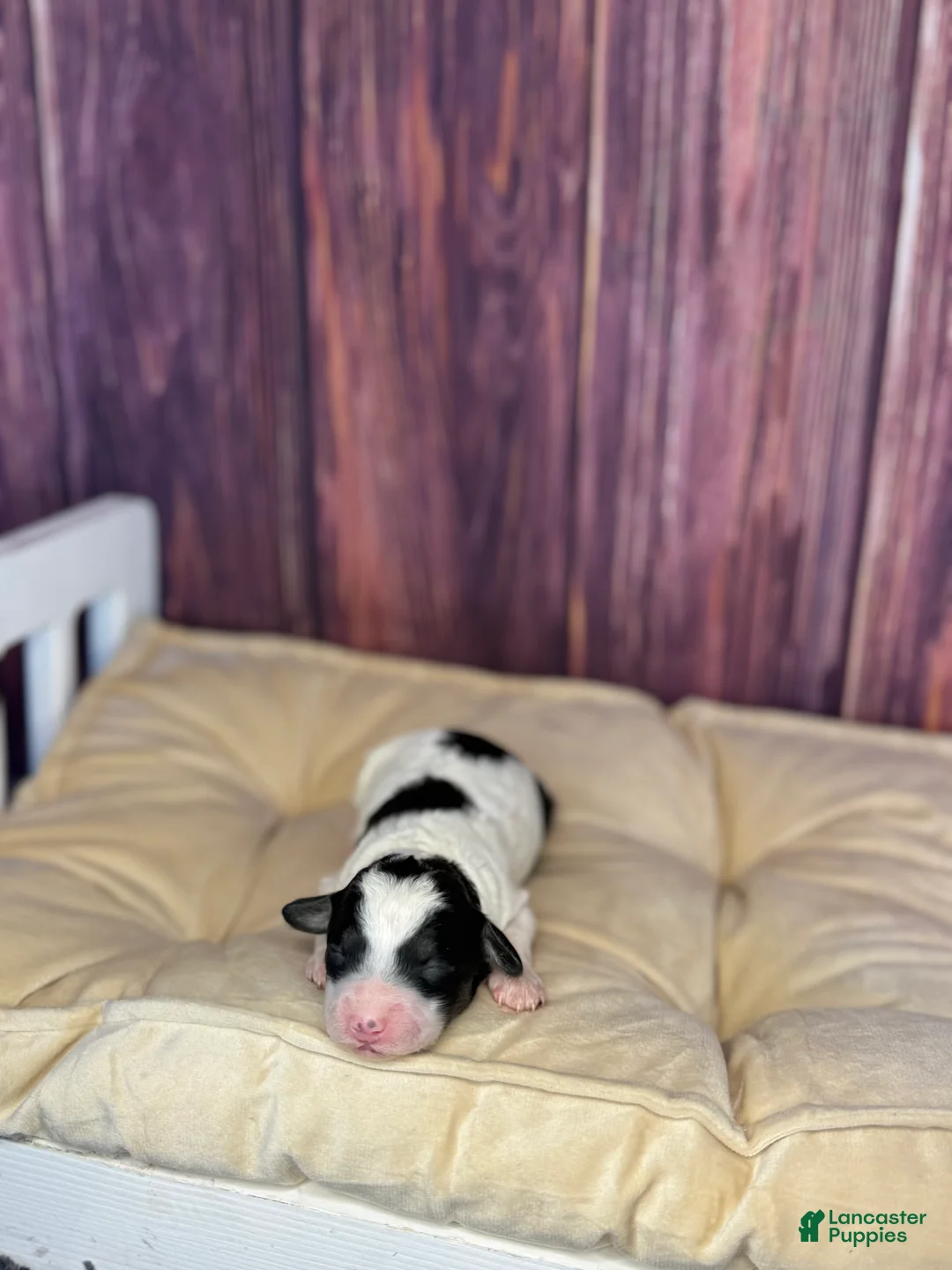 Maltipoo dogs for sale: Sassy - Ad 1