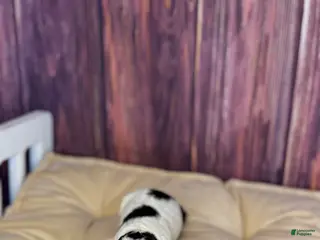 Maltipoo dogs Sassy - Ad 18