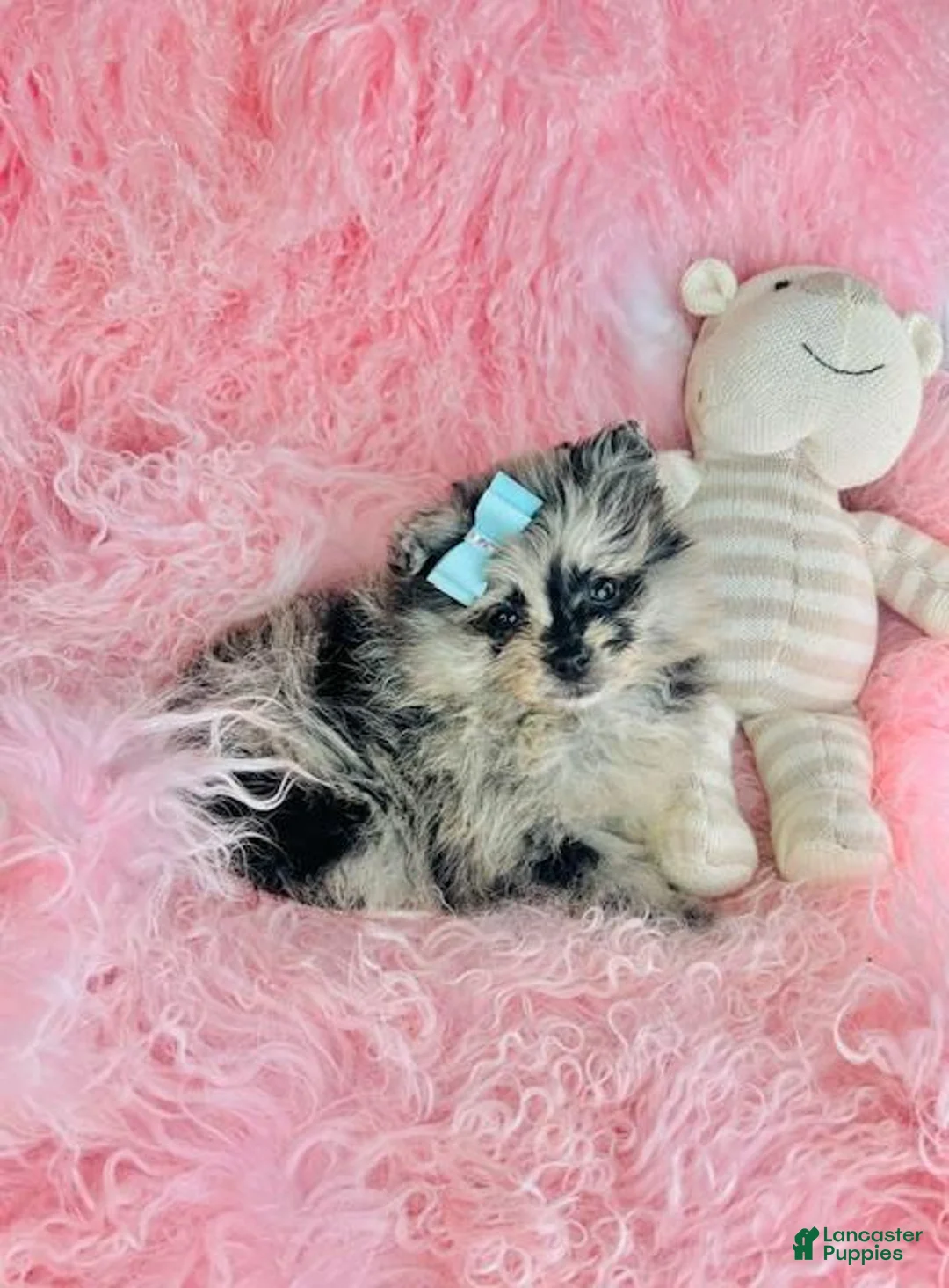 Pomeranian dogs for sale: Pomeranian Puppy 1 - Ad 1