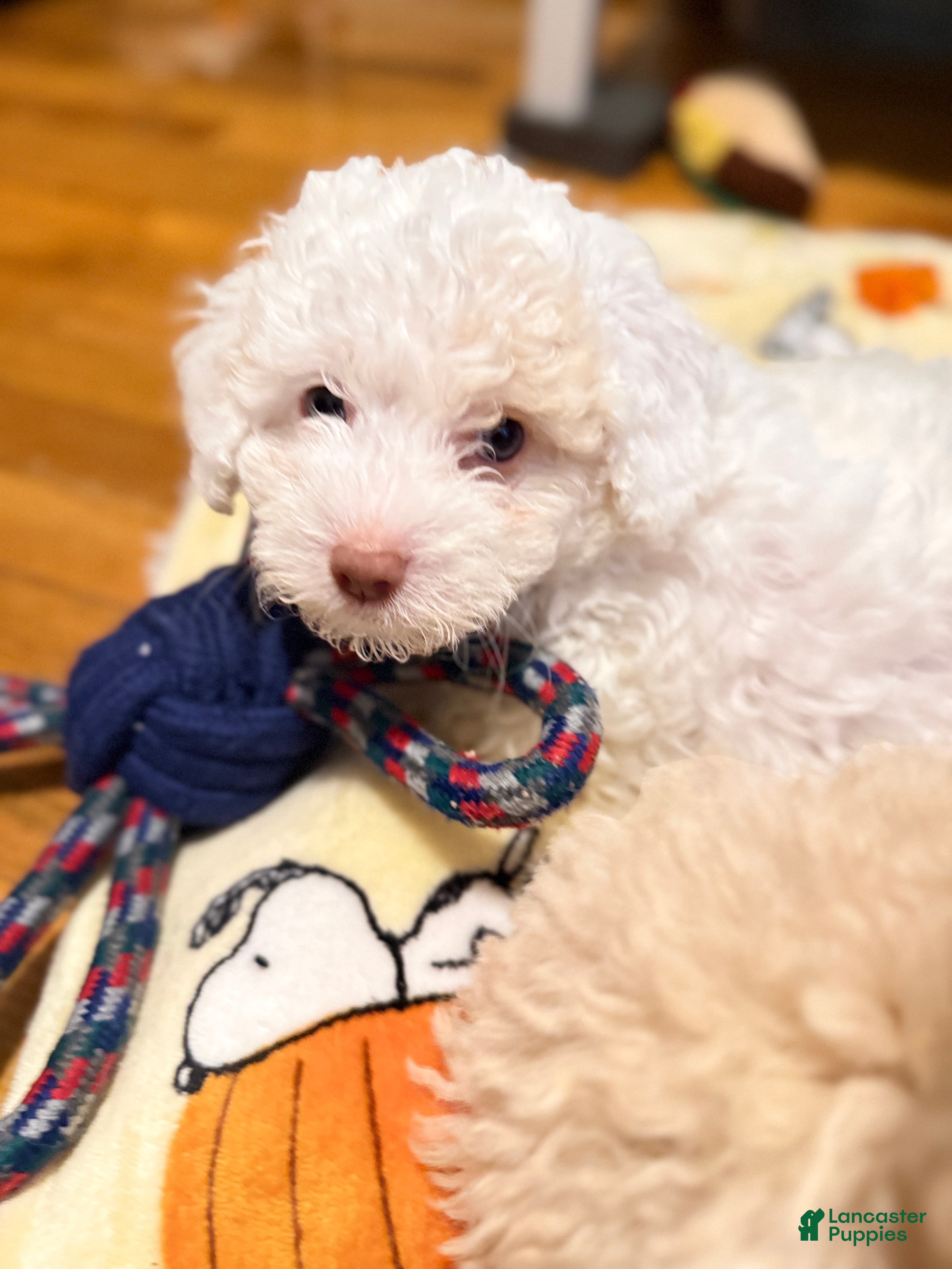 Miniature Poodle dogs Target 🎯💛 - Ad 14
