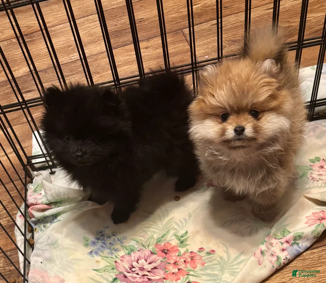 Pomeranian dogs for sale: Pomeranian Puppy 1 - Ad 2