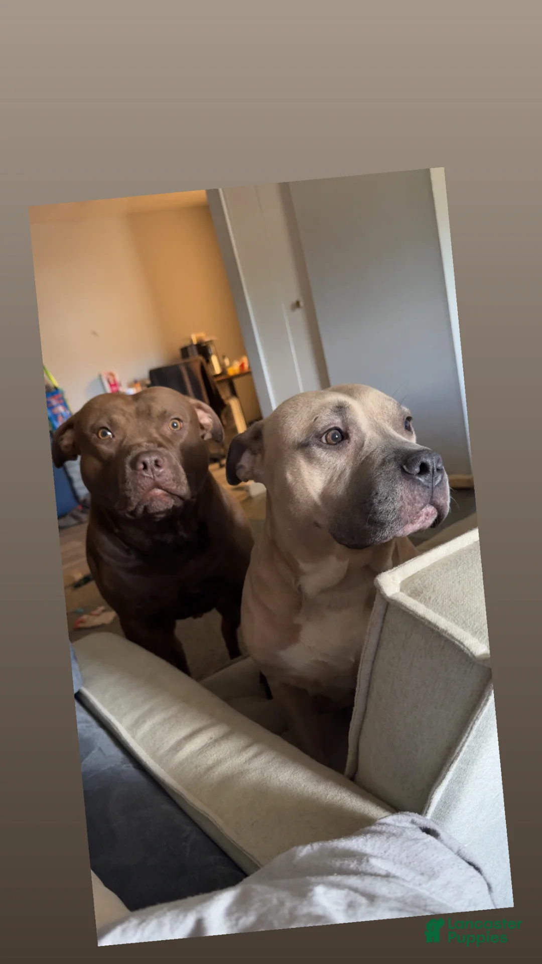 Mixed Breed dogs for sale: Bronny - Ad 6