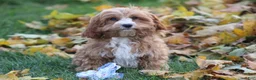 Cavapoo dogs for sale: Silas - Ad 8