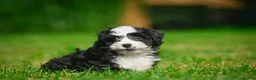 Bernedoodle dogs for sale: Sally - Ad 6