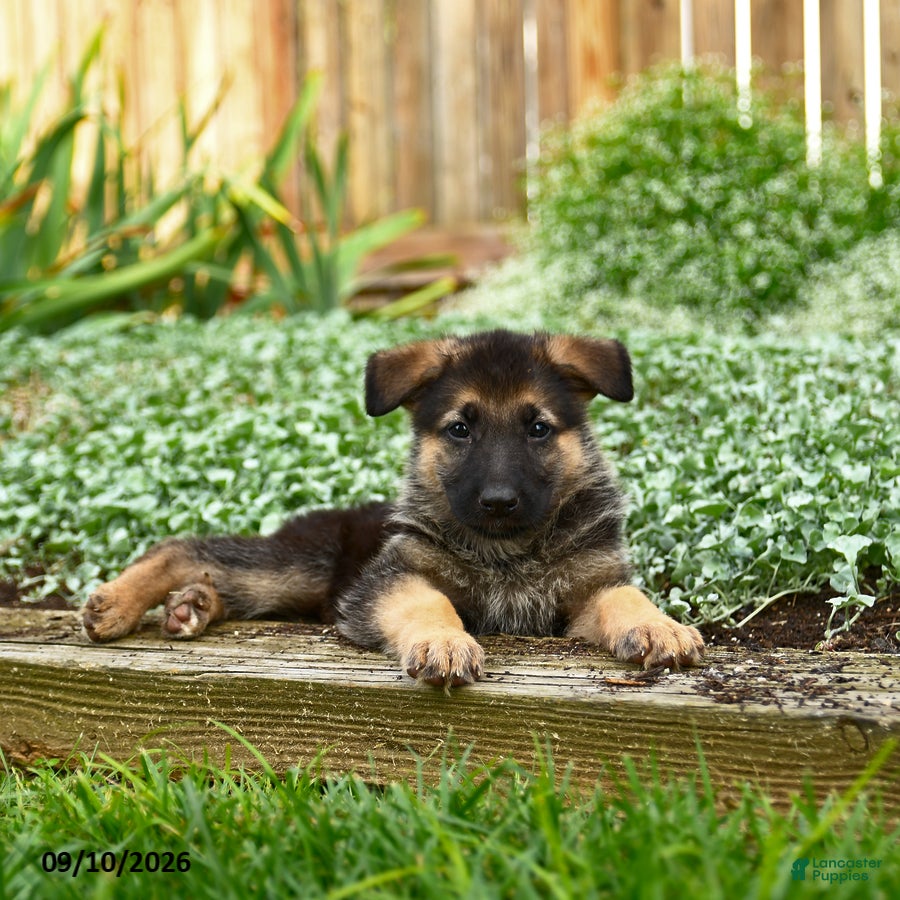 German Shepherd dogs Valerie - Ad 1