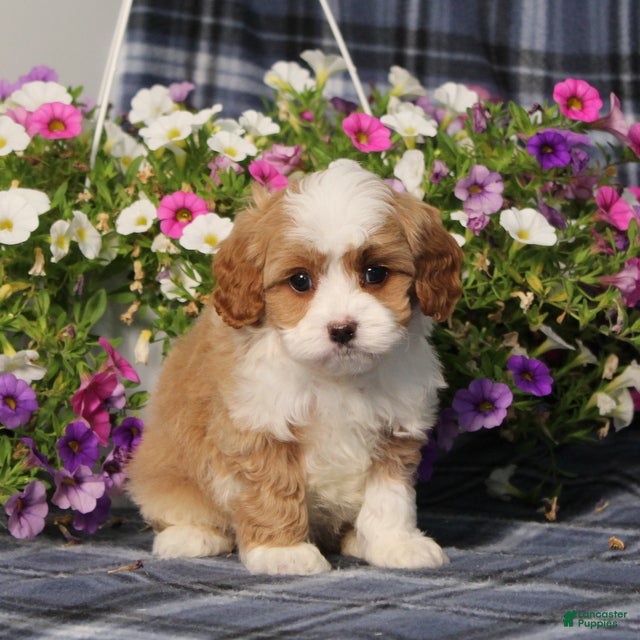 Cavapoo dogs BJ's Wanda - Ad 2