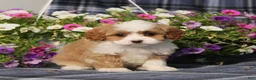 Cavapoo dogs for sale: BJ's Wanda - Ad 2