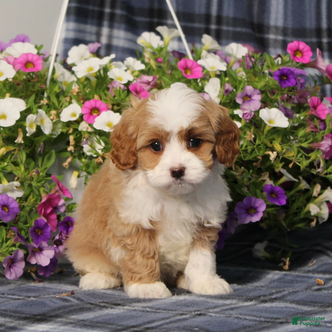 Cavapoo dogs for sale: BJ's Wanda - Ad 2