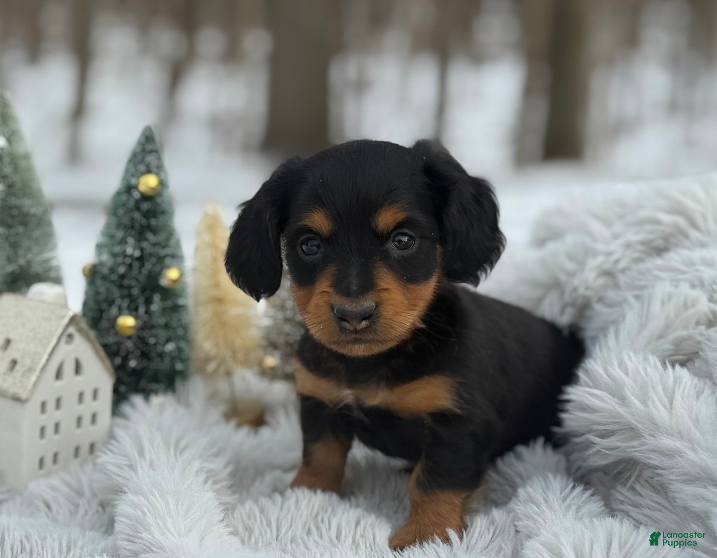 Miniature Dachshund dogs Tinsel - Ad 28