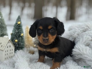Miniature Dachshund dogs Tinsel - Ad 4