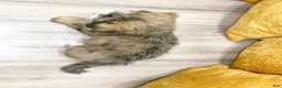Mini Bernedoodle dogs for sale: Lady - Ad 6