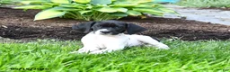 German Shorthaired Pointer dogs for sale: Pearl - Ad 3