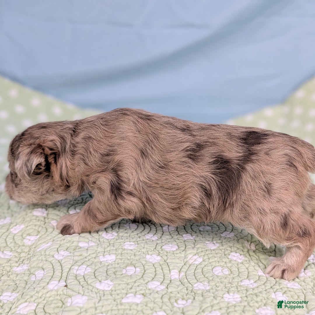 Mixed Breed dogs for sale: Queen - Ad 4