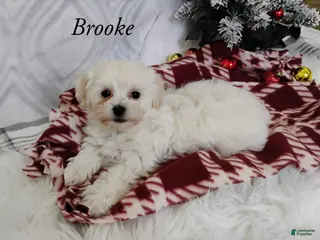 Mixed Breed dogs Brooke - Ad 25