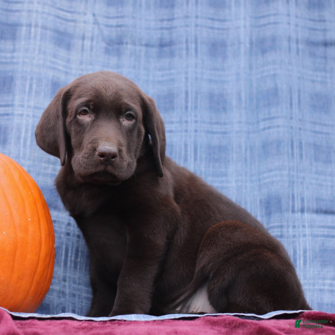 Labrador Retriever dogs for sale: Jake  - Ad 4