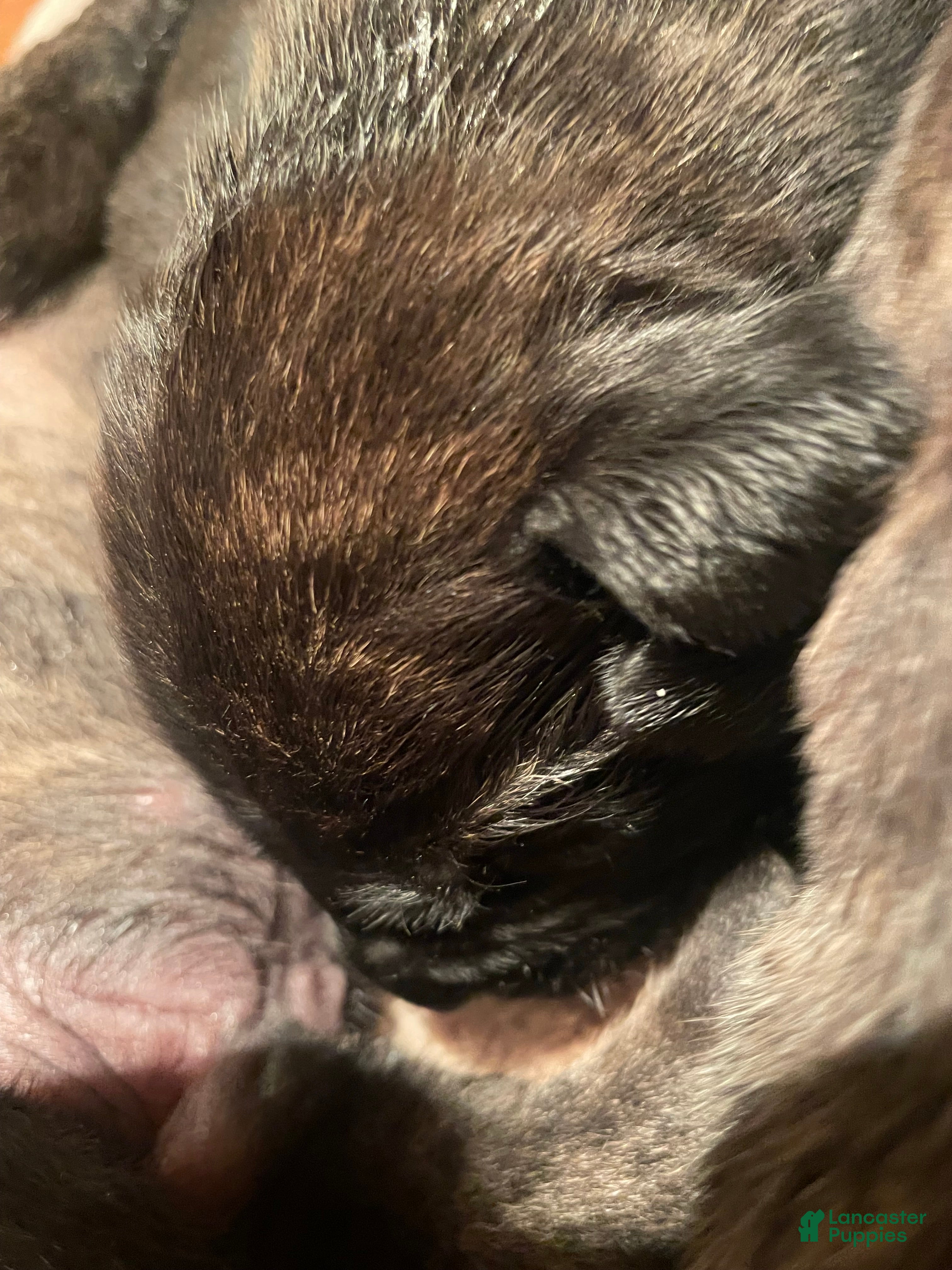 English Mastiff dogs English Mastiff 1 - Ad 12