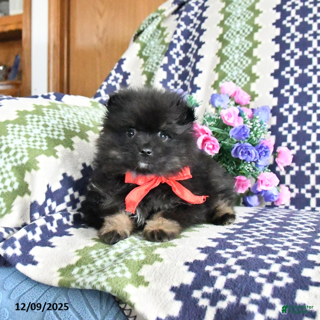 Pomeranian dogs for sale: Basil - Ad 3