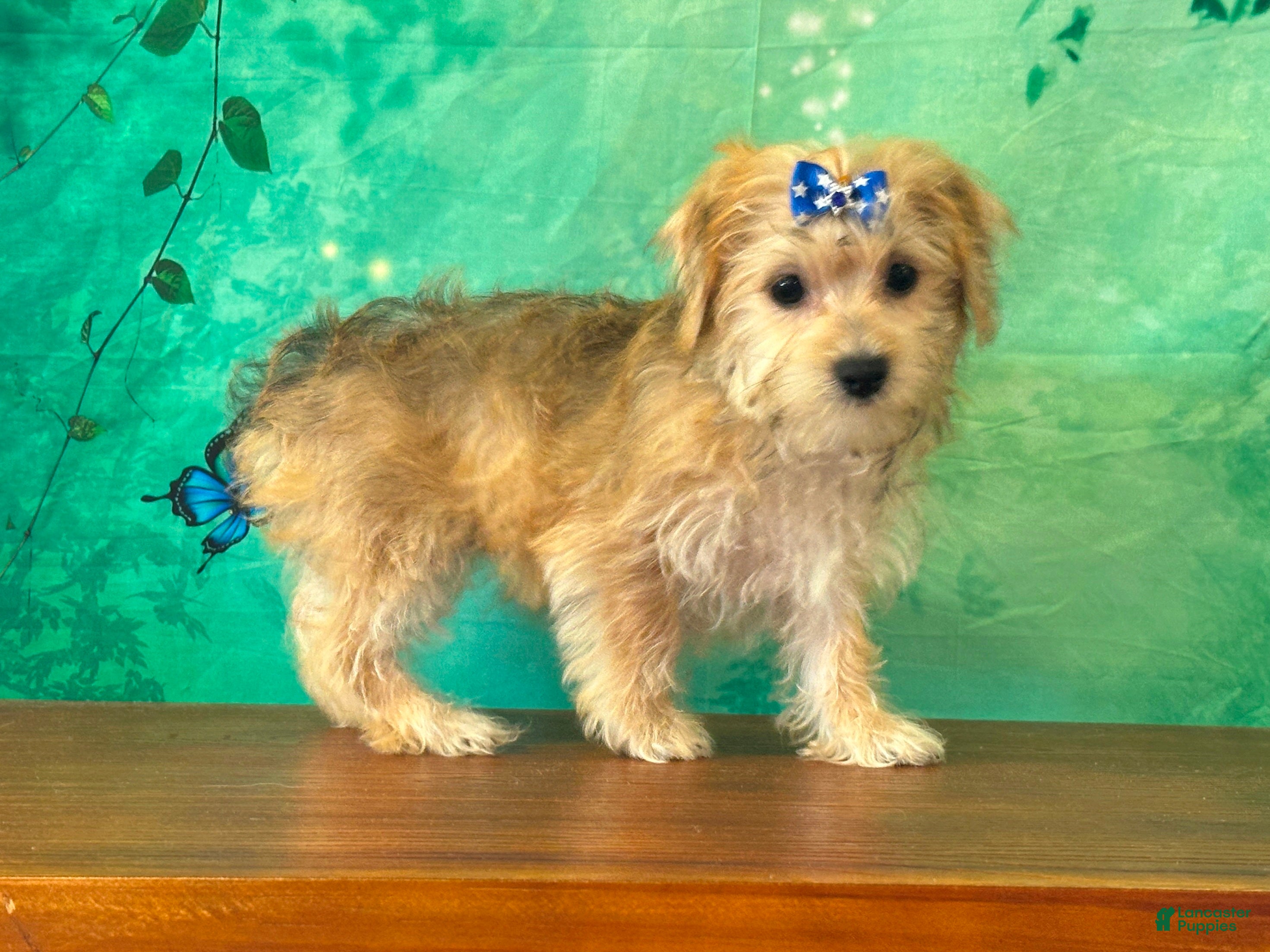 Yochon dogs Mocha - Ad 1