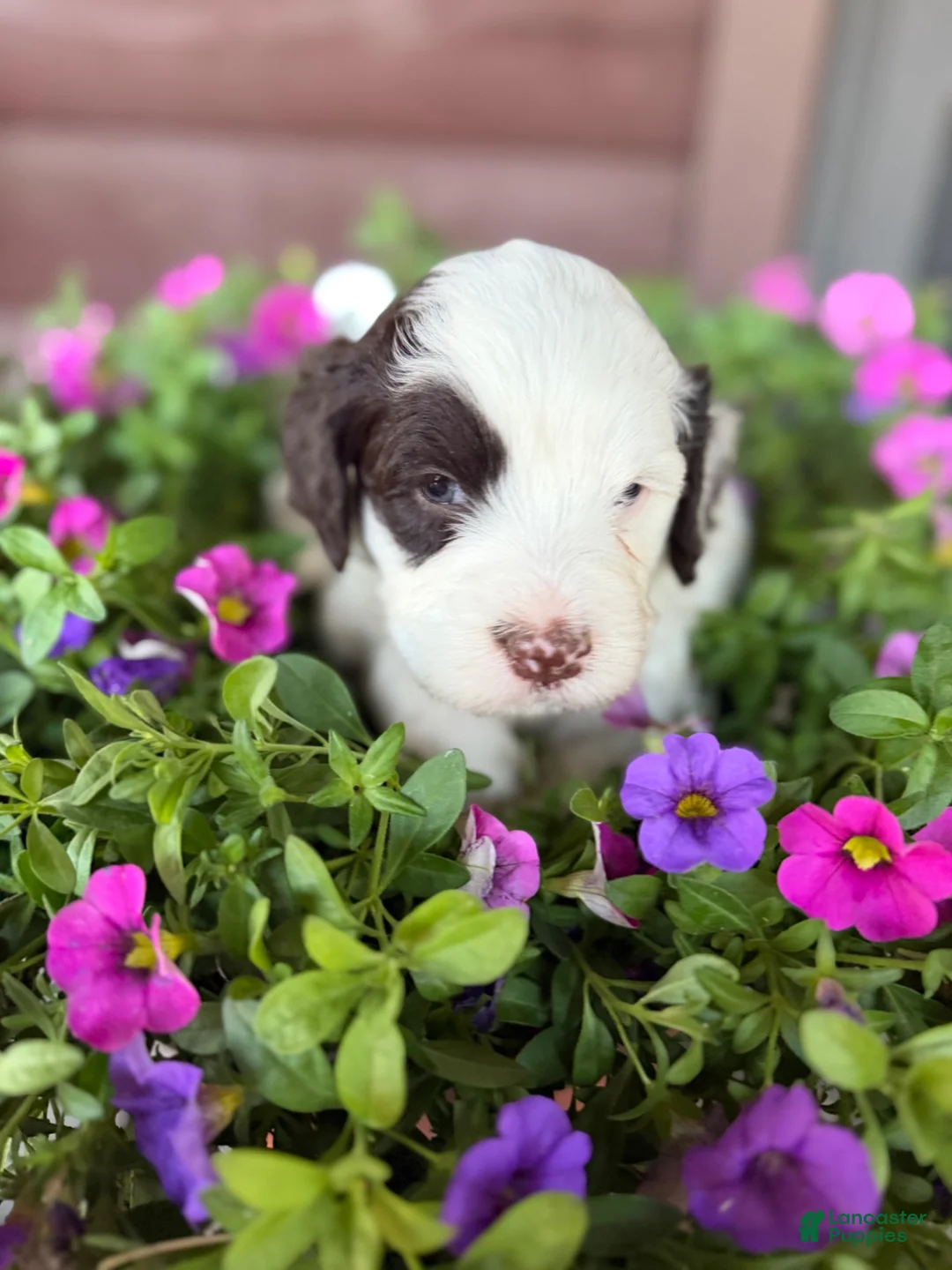 Portuguese Water Dog dogs for sale: Dot - Ad 1