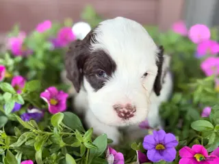 Portuguese Water Dog dogs for sale: Dot - Ad 2