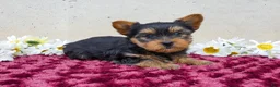 Yorkshire Terrier dogs for sale: Teddy - Ad 4