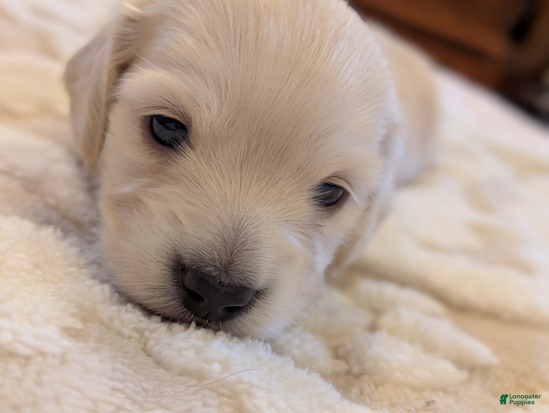 Miniature Dachshund dogs for sale: Miniature Dachshund Puppy 2 - Ad 5