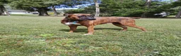 Boxer dogs for sale: Sasha - Ad 4