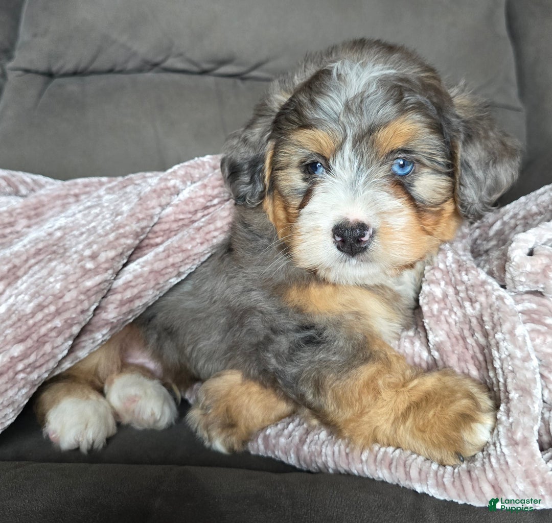 Mini Bernedoodle dogs for sale: Mini Watts - Ad 5