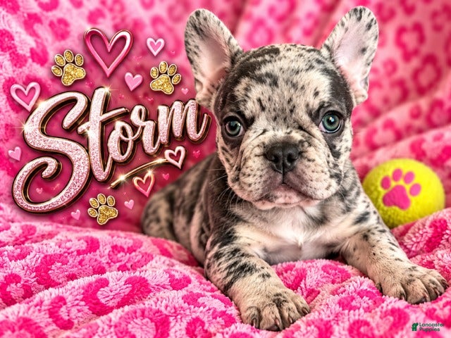 French Bulldog dogs Storm - Ad 17
