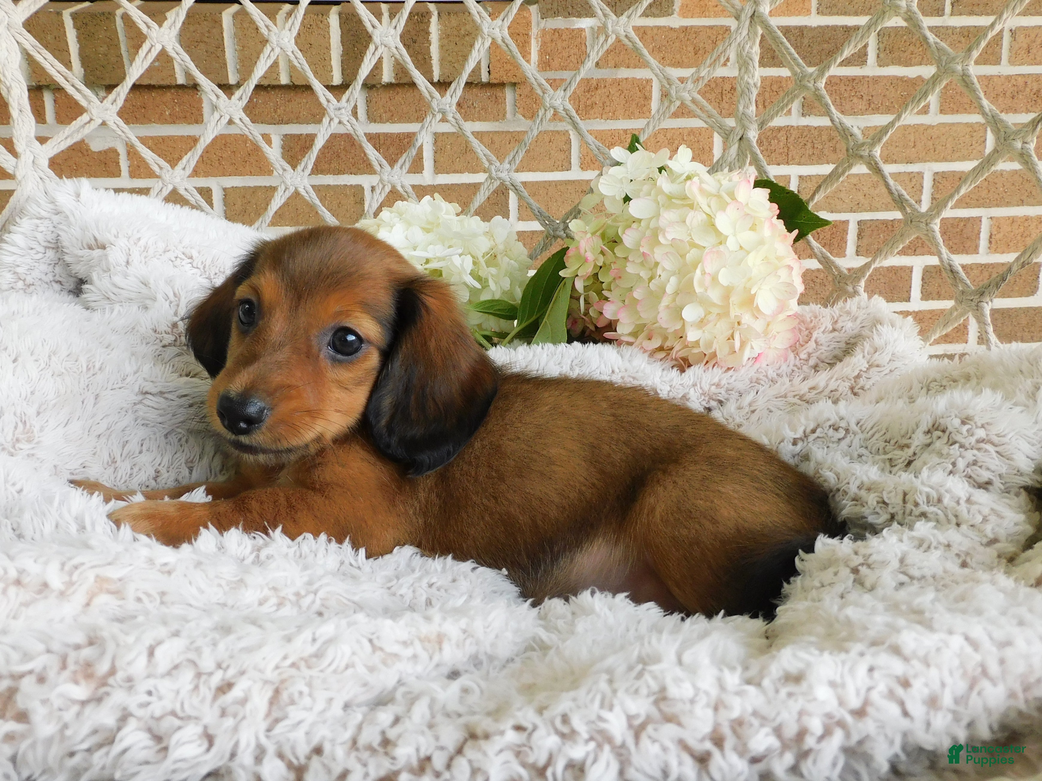 Miniature Dachshund dogs Jasper  - Ad 2