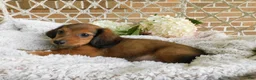 Miniature Dachshund dogs for sale: Jasper  - Ad 2