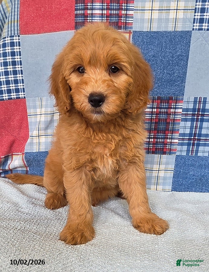 Mini Goldendoodle dogs Bandit - Ad 2
