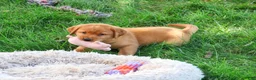 Labrador Retriever dogs for sale: Claudia - Ad 6