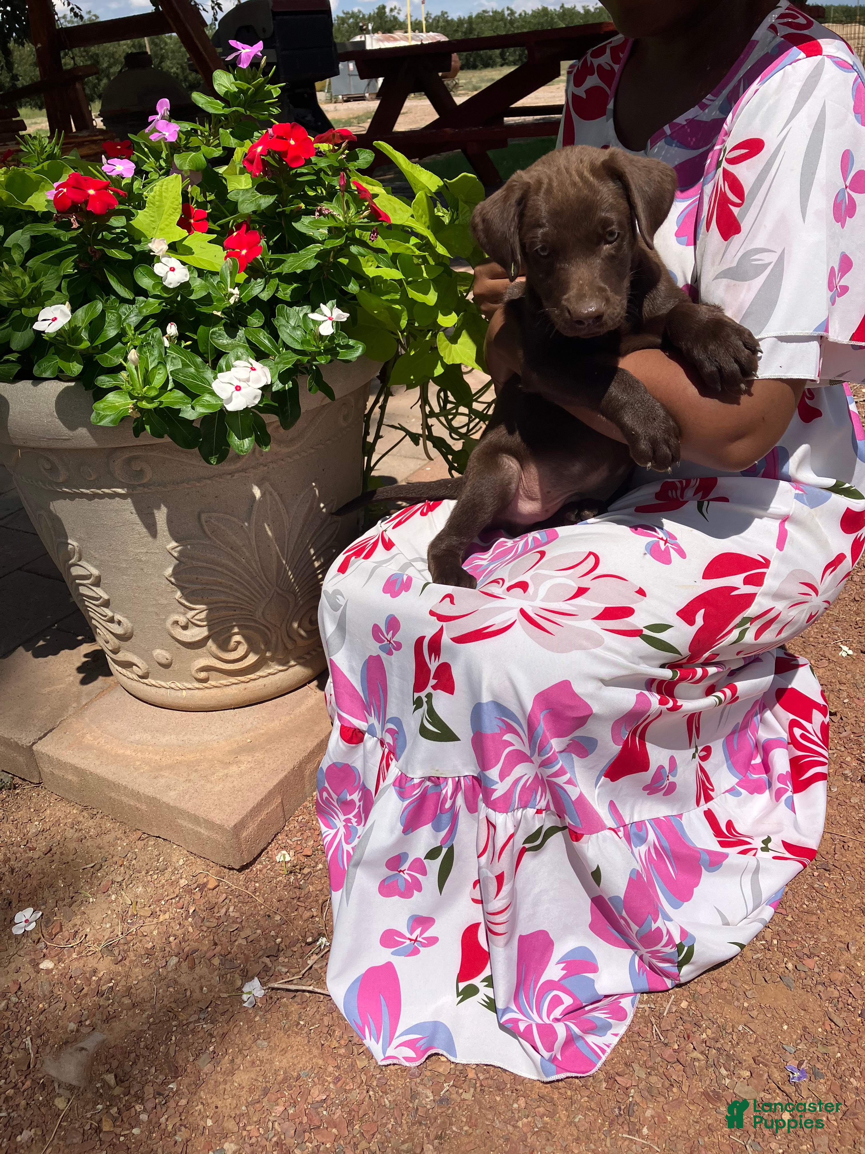 Labrador Retriever dogs Labrador Retriever  - Ad 1