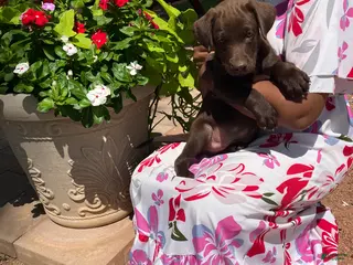 Labrador Retriever dogs Labrador Retriever - Ad 1