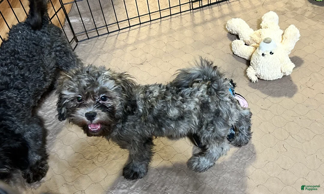 Shihpoo dogs for sale: Shihpoo 2 - Ad 2