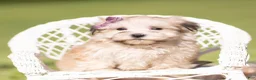 Morkie dogs for sale: Eloise F1 - Ad 2