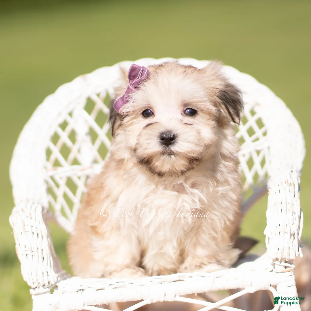 Morkie dogs for sale: Eloise F1 - Ad 2
