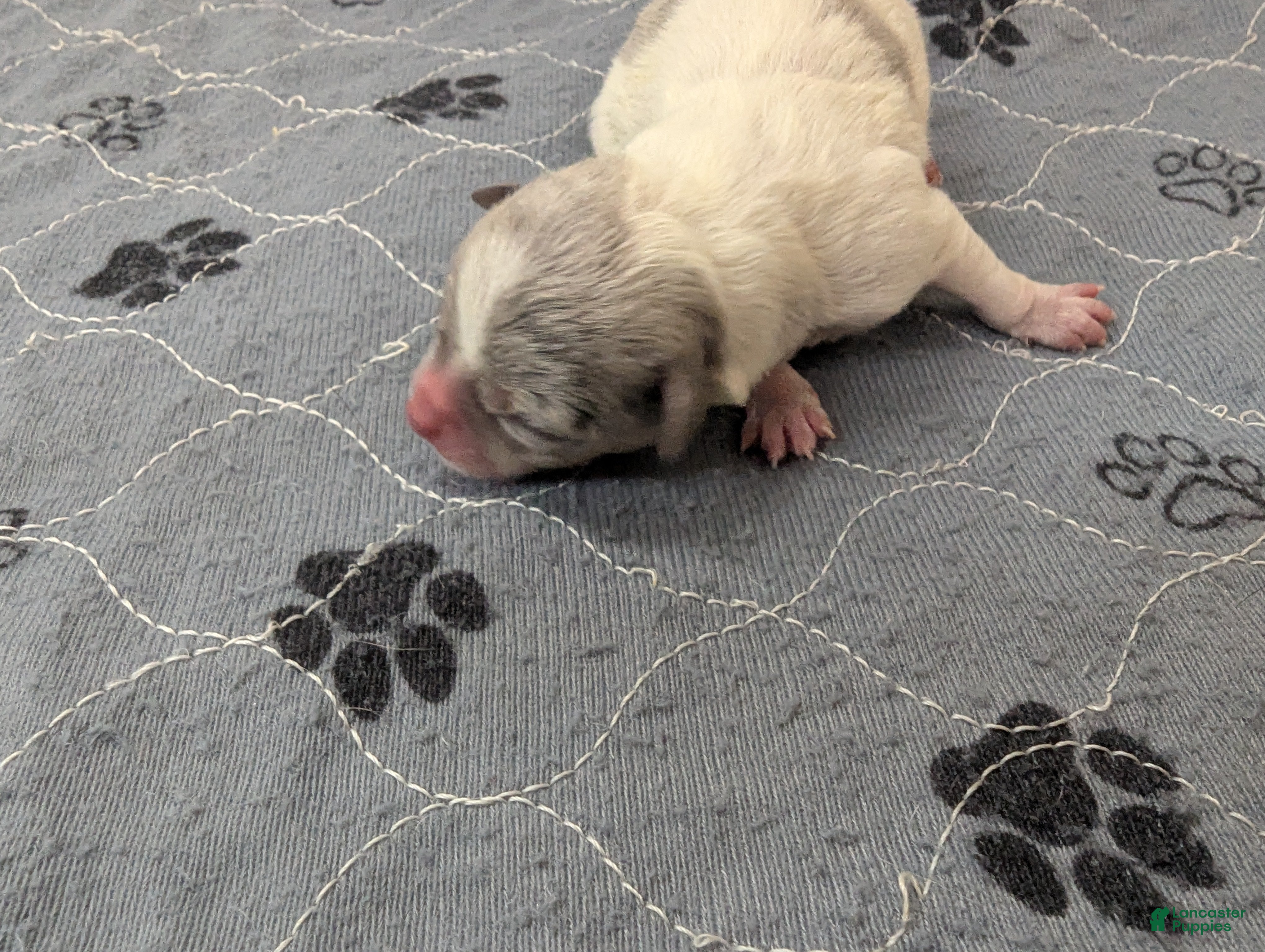 Chihuahua dogs Octavia  - Ad 34