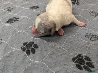 Chihuahua dogs Octavia - Ad 34