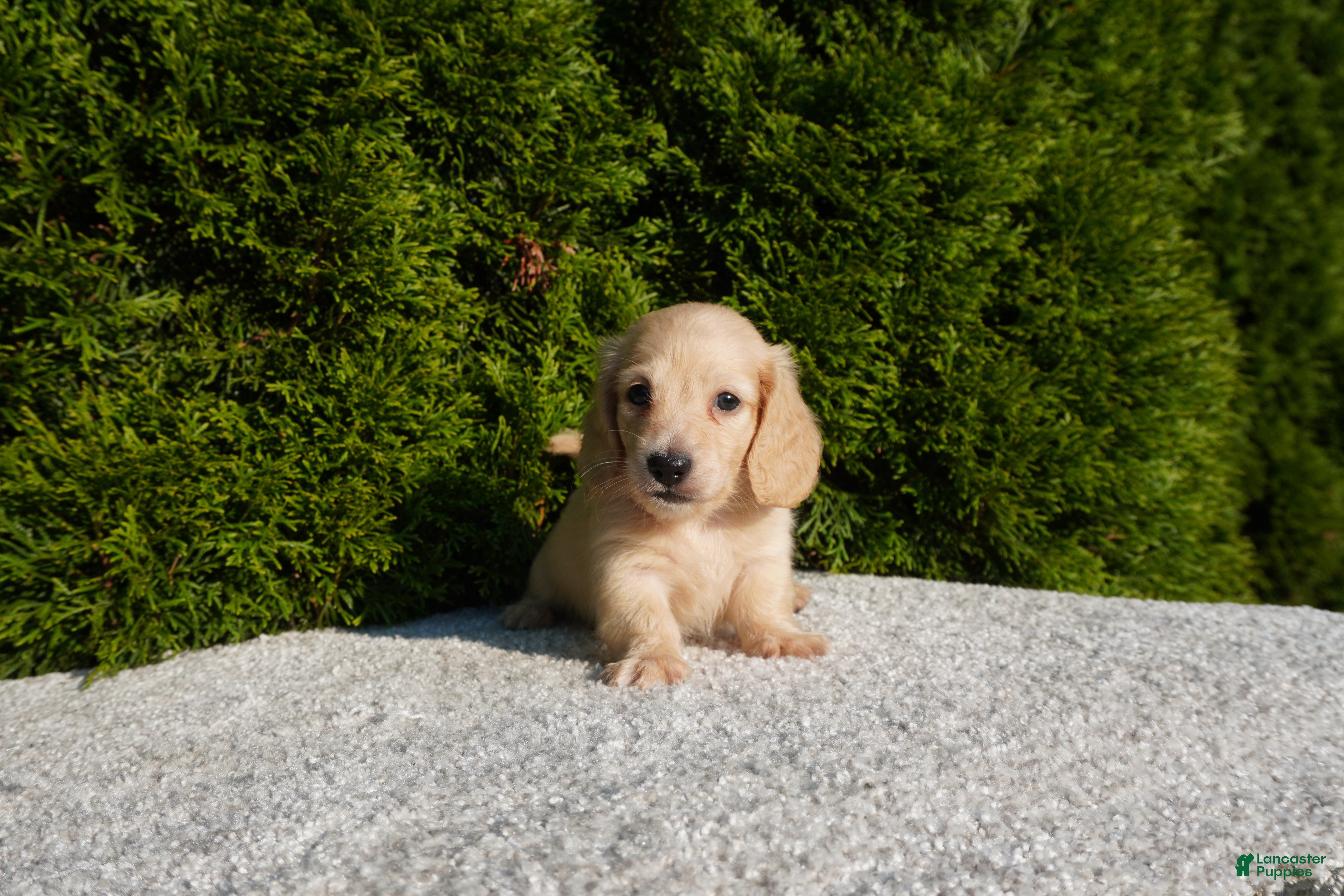 Miniature Dachshund dogs Joey AKC - Ad 2