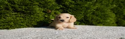Miniature Dachshund dogs for sale: Joey AKC - Ad 2