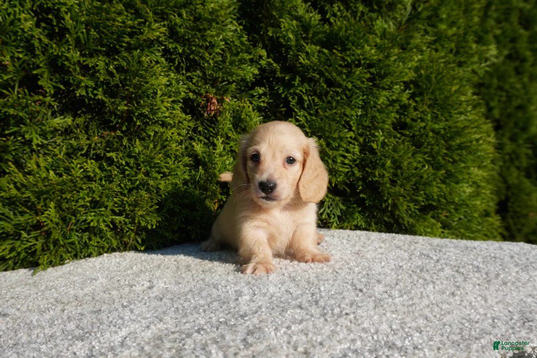 Miniature Dachshund dogs for sale: Joey AKC - Ad 2