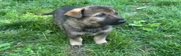 German Shepherd dogs for sale: German Shepherd 4 - Ad 7