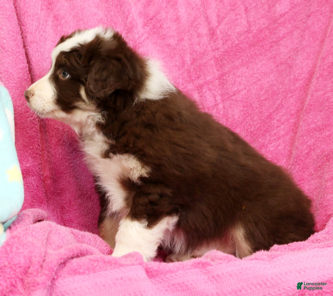 Miniature Australian Shepherd dogs for sale: Max - Ad 6