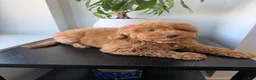 Miniature Poodle dogs for sale: Green eyes - Ad 2
