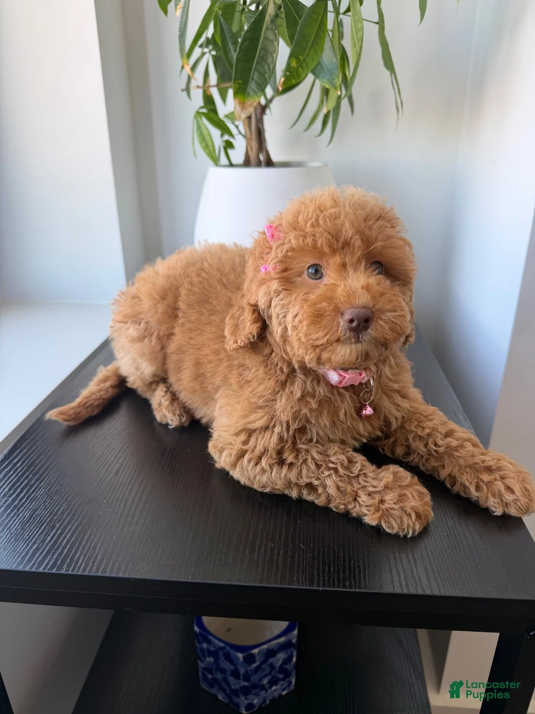 Miniature Poodle dogs for sale: Green eyes - Ad 2